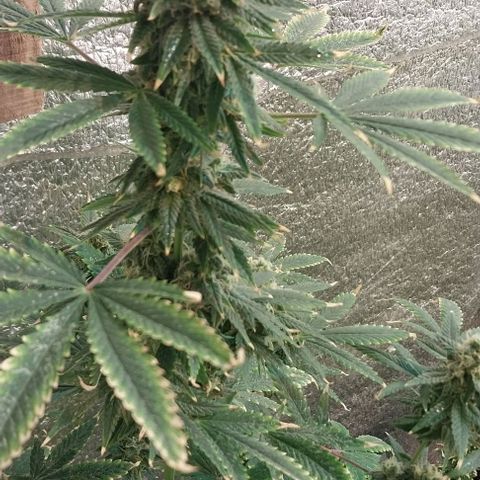 Dream Team growlog timeline photo