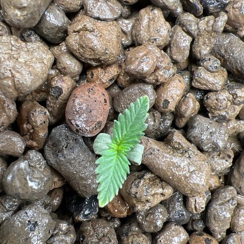 Green crack auto growlog timeline photo