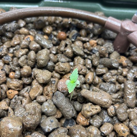 Green crack auto growlog timeline photo