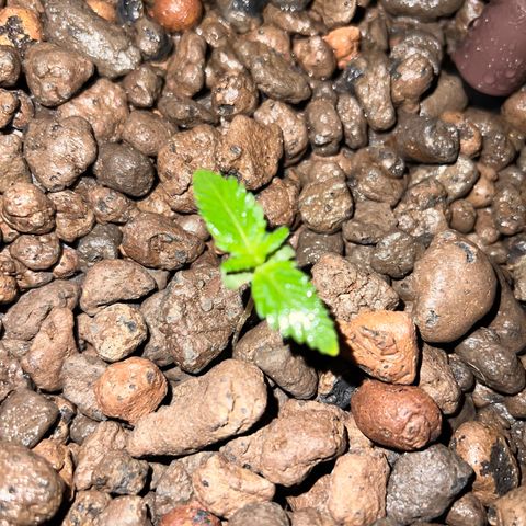 Green crack auto growlog timeline photo