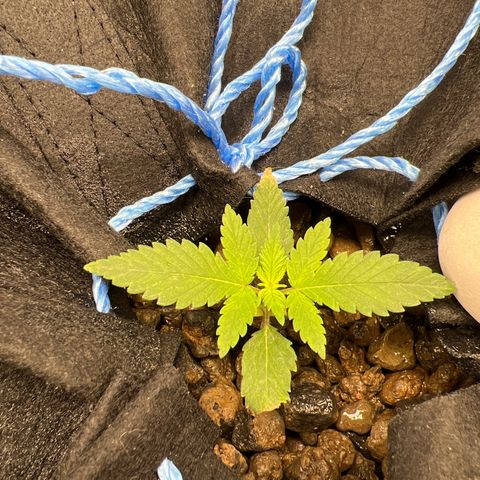 Green crack auto growlog timeline photo