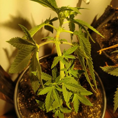 Critical Chronic Auto growlog timeline photo