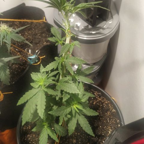 Critical Chronic Auto growlog timeline photo
