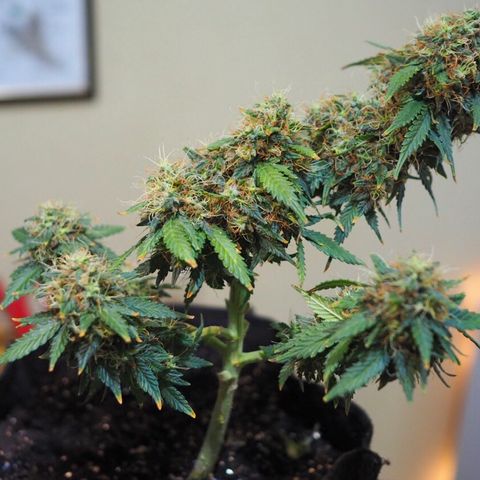 Critical Chronic Auto growlog timeline photo