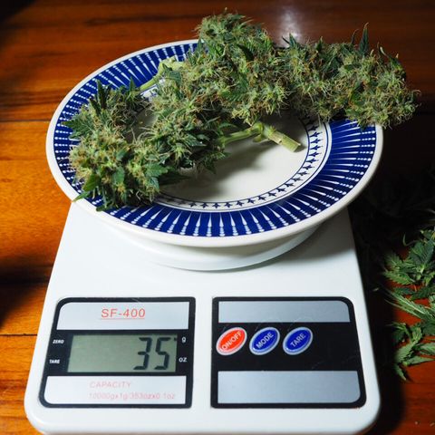 Critical Chronic Auto growlog timeline photo