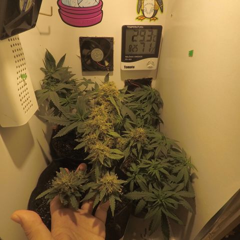 Critical Chronic Auto growlog timeline photo