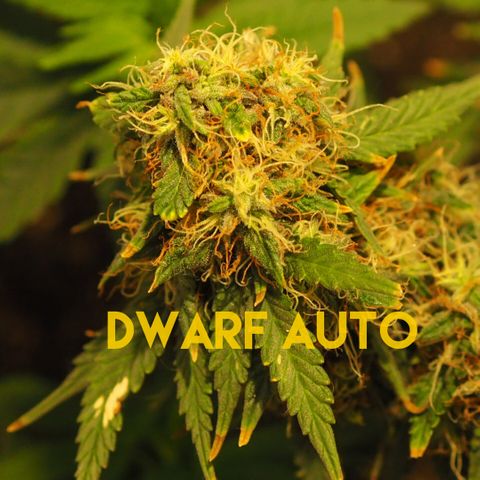 Critical Chronic Auto growlog timeline photo