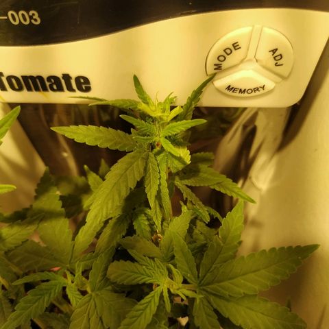 Critical Chronic Auto growlog timeline photo