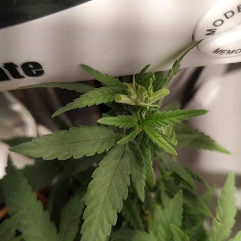 Critical Chronic Auto growlog timeline photo