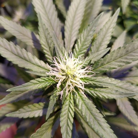 Critical Chronic Auto growlog timeline photo