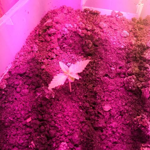 Клавдия growlog timeline photo