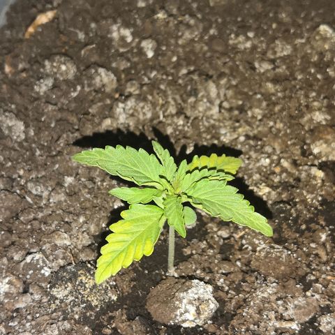 Клавдия growlog timeline photo