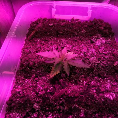 Клавдия growlog timeline photo