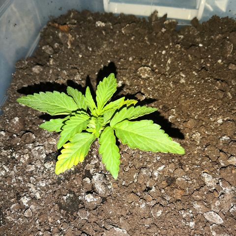 Клавдия growlog timeline photo