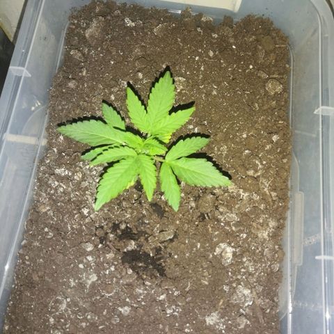 Клавдия growlog timeline photo