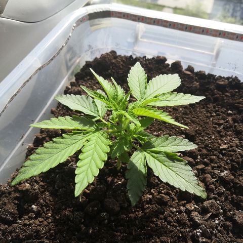 Клавдия growlog timeline photo