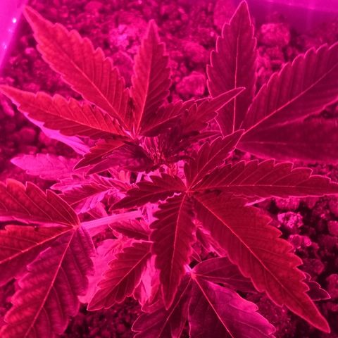 Клавдия growlog timeline photo