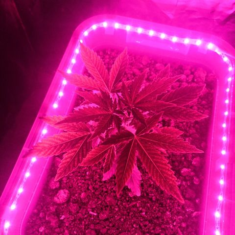 Клавдия growlog timeline photo