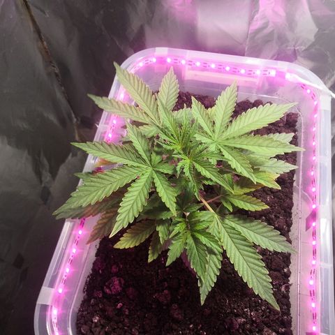 Клавдия growlog timeline photo