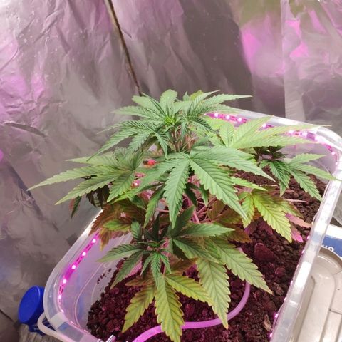 Клавдия growlog timeline photo