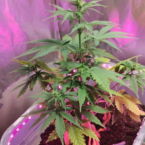 Клавдия growlog timeline photo