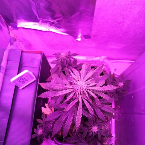 Клавдия growlog timeline photo
