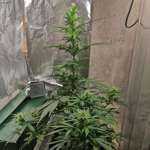 Клавдия growlog timeline photo