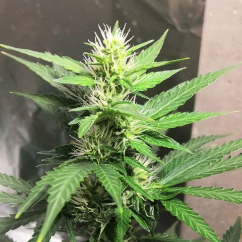 Клавдия growlog timeline photo