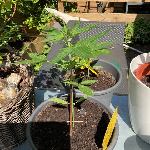 Honey Melon Kush Automatic growlog photo: Blütenansatz