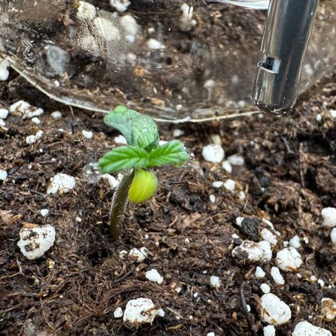RQS Epsilon F1  #1 growlog timeline photo