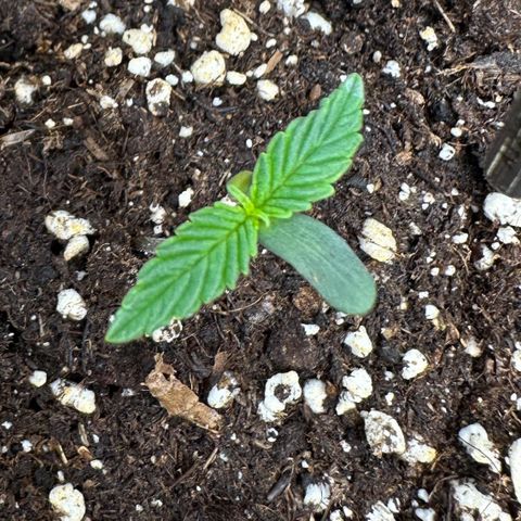 RQS Epsilon F1  #1 growlog timeline photo