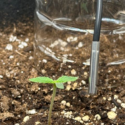 RQS Epsilon F1  #1 growlog timeline photo