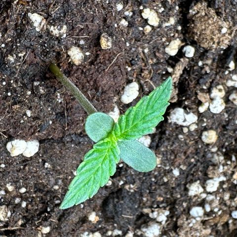 RQS Epsilon F1  #2 growlog timeline photo