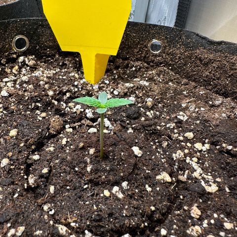 RQS Epsilon F1  #2 growlog timeline photo