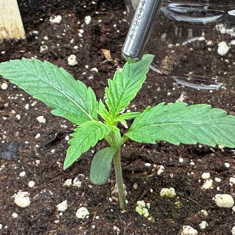 RQS Epsilon F1  #1 growlog timeline photo