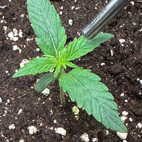 RQS Epsilon F1  #1 growlog timeline photo