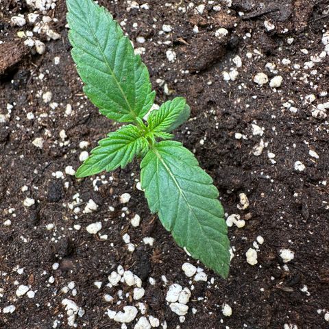 RQS Epsilon F1  #2 growlog timeline photo