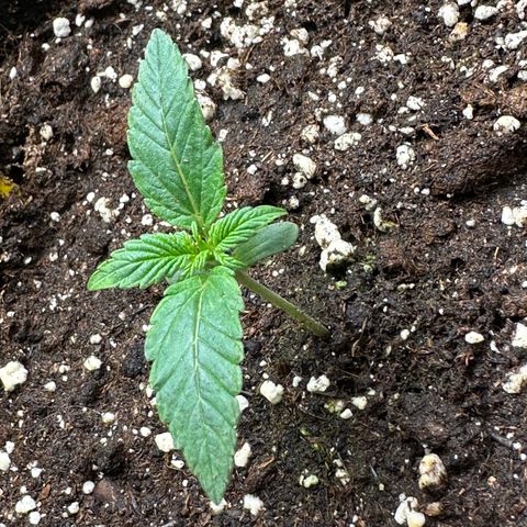RQS Epsilon F1  #2 growlog timeline photo