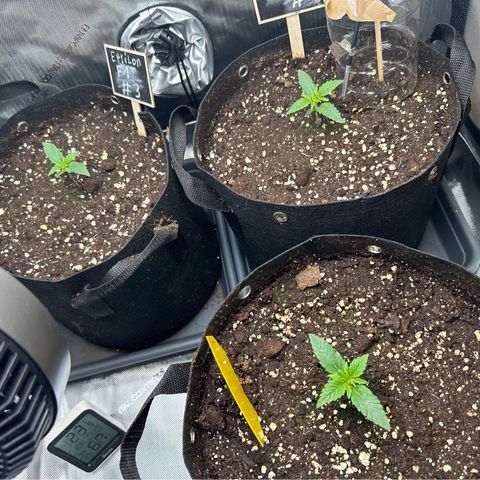 RQS Epsilon F1  #1 growlog timeline photo
