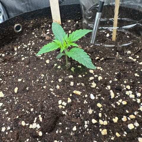 RQS Epsilon F1  #1 growlog timeline photo