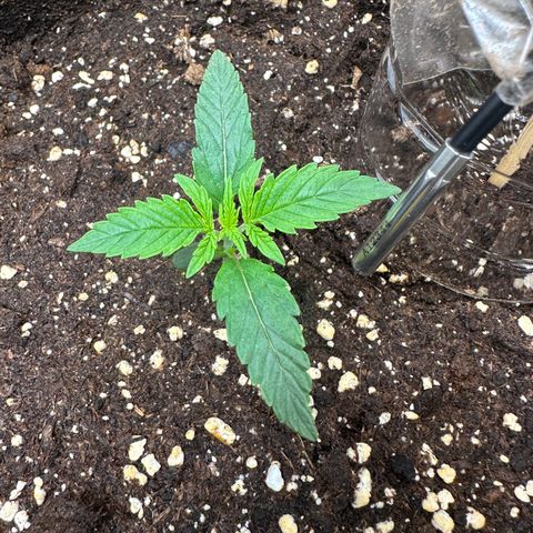 RQS Epsilon F1  #1 growlog timeline photo
