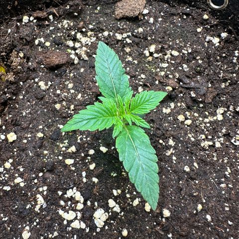 RQS Epsilon F1  #2 growlog timeline photo