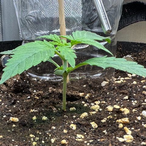 RQS Epsilon F1  #1 growlog timeline photo
