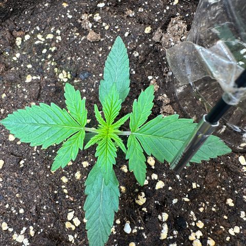 RQS Epsilon F1  #1 growlog timeline photo