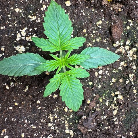 RQS Epsilon F1  #2 growlog photo: 5cm Heigh  Day 12 