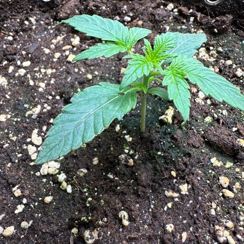 RQS Epsilon F1  #2 growlog photo: 5cm Heigh  Day 12 