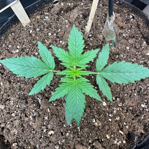 RQS Epsilon F1  #1 growlog timeline photo