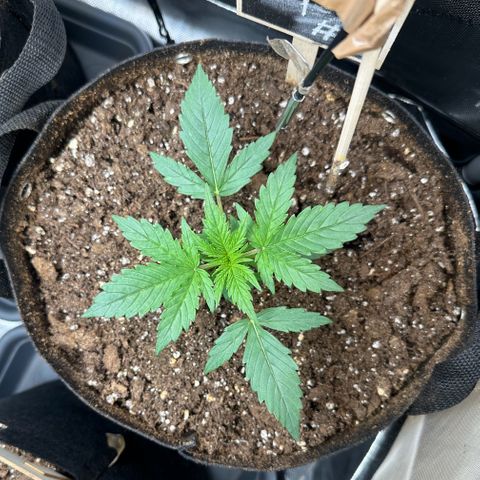 RQS Epsilon F1  #1 growlog timeline photo