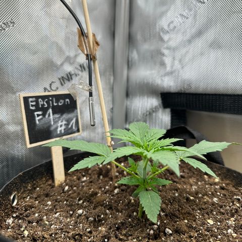 RQS Epsilon F1  #1 growlog timeline photo