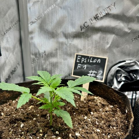 RQS Epsilon F1  #2 growlog timeline photo